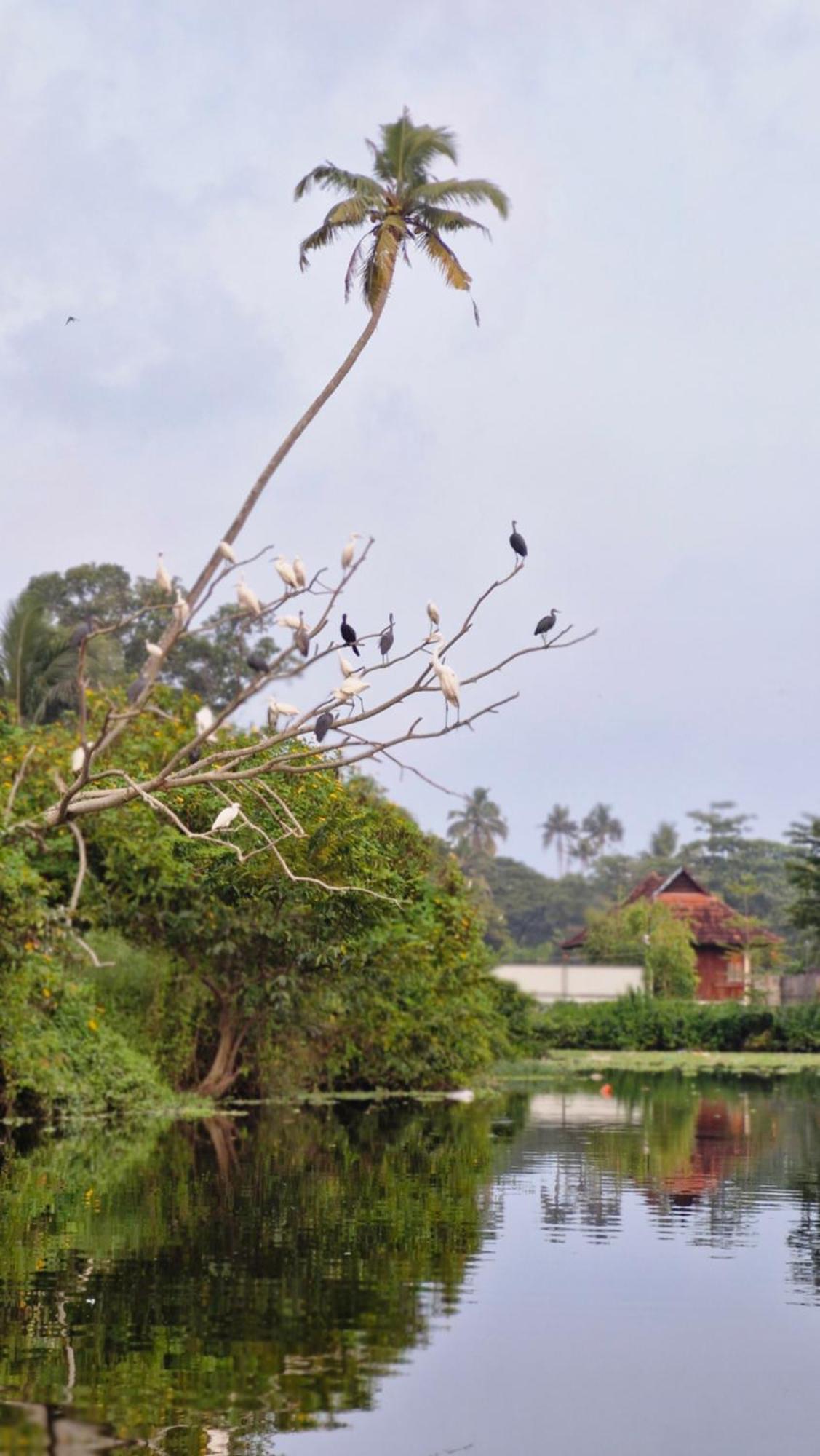 Gypsea Marari Bed & Breakfast Alappuzha Luaran gambar